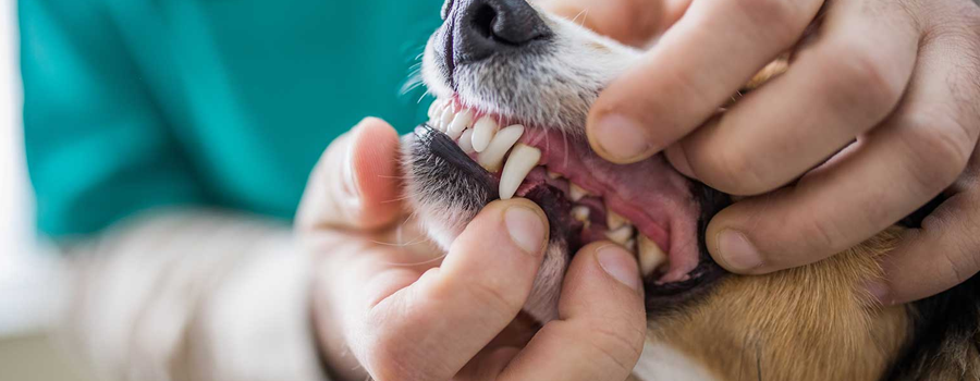 Your Doggo and Their Dental Health