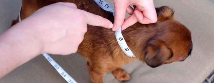 A Complete Guide to Fitting Your Dog's Collar Properly