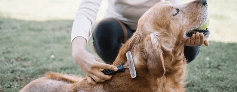 Ultimate Guide to Caring for Your Dog's Fur