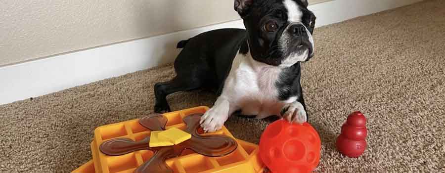 Stimulate Your Dog's Mind: 10 Fun Brain Games for Dogs