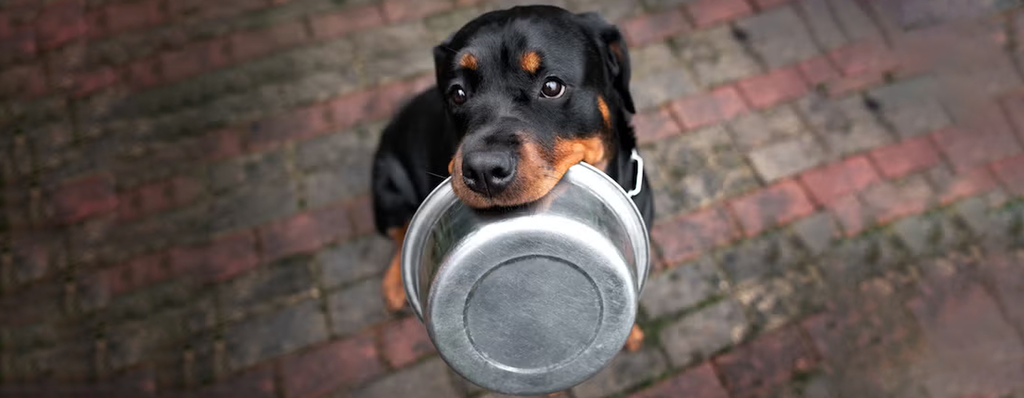 Benefits of Intermittent Fasting for Dogs: Boosting Brain and Immune Health