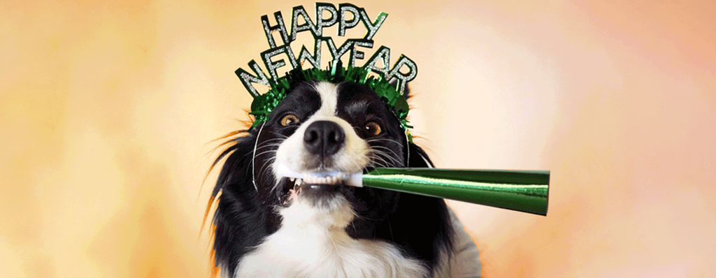 Top 5 Tips to Make Sure Your Dog Has a Safe New Year’s