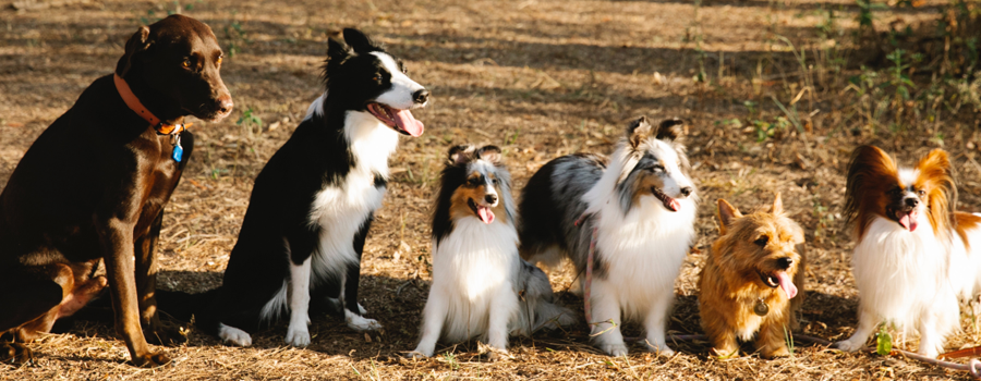 Choosing the Right Dog Breed: A Guide for Prospective Pet Owners