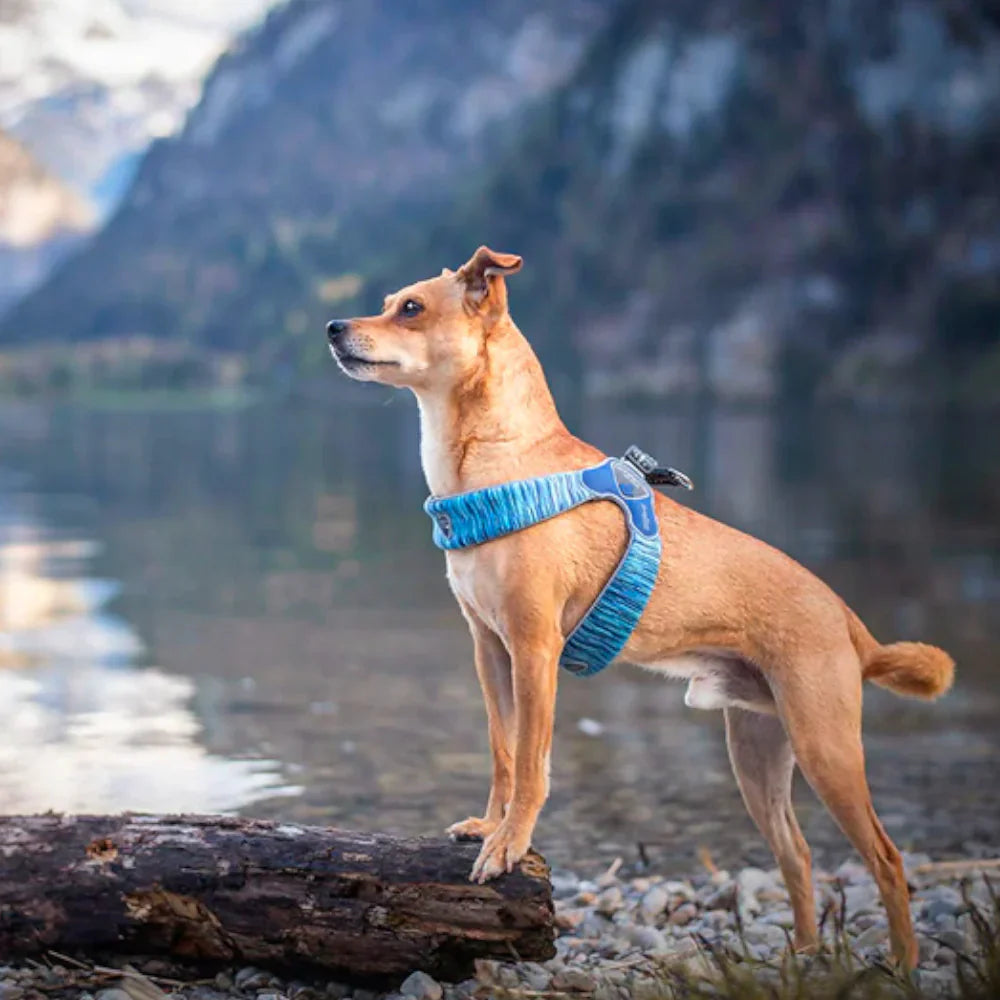 Coralpina Harness, Leads and Collars